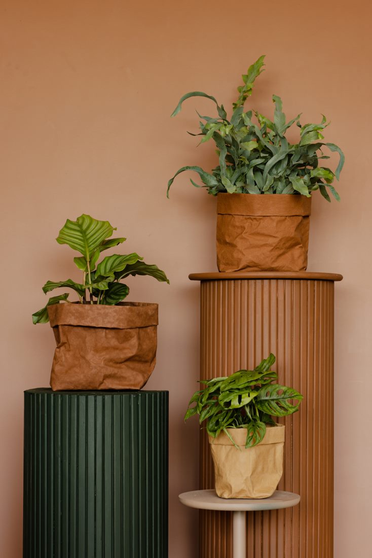 Szobanövény-válogatás